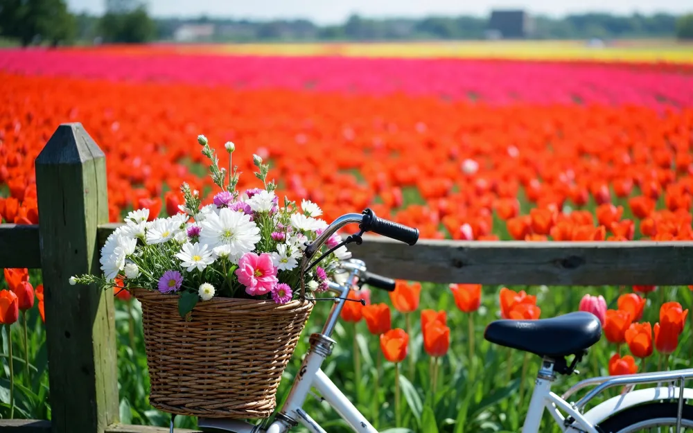 netherlands tulip bike