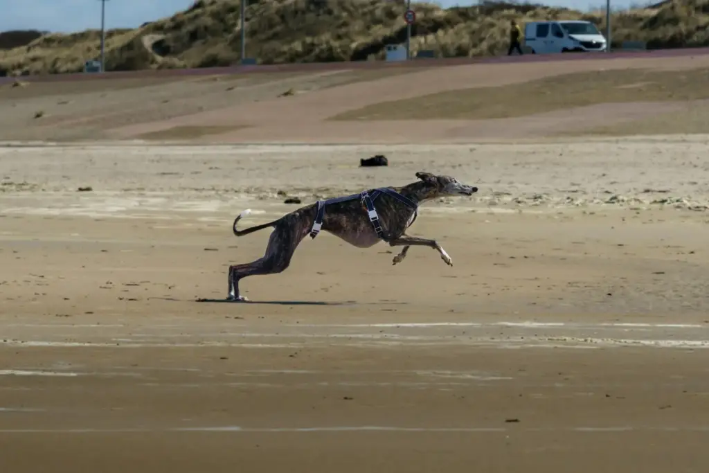 US Greyhound Racing Faces Federal Ban Under New Farm Bill Proposal